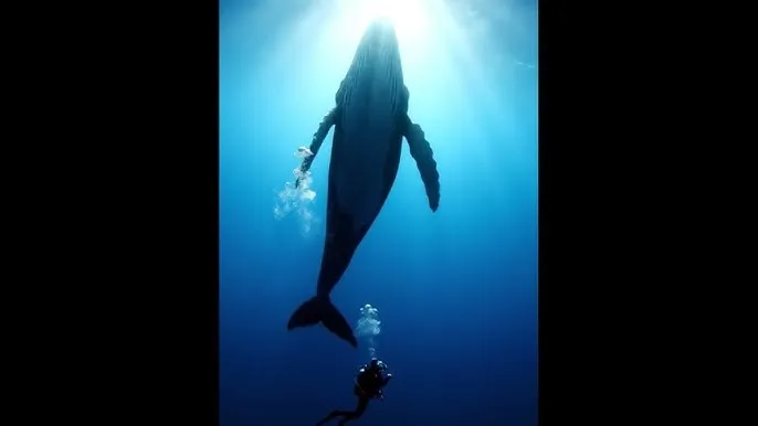 北上广不相信眼泪01 - 深蓝星球：探索海洋深处的未知世界